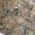 黑莓苗。基地批发黑莓苗。量大优惠。需要的联系。