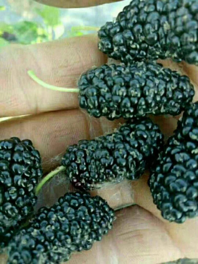 黑莓苗。基地批发黑莓苗。量大优惠。需要的联系。