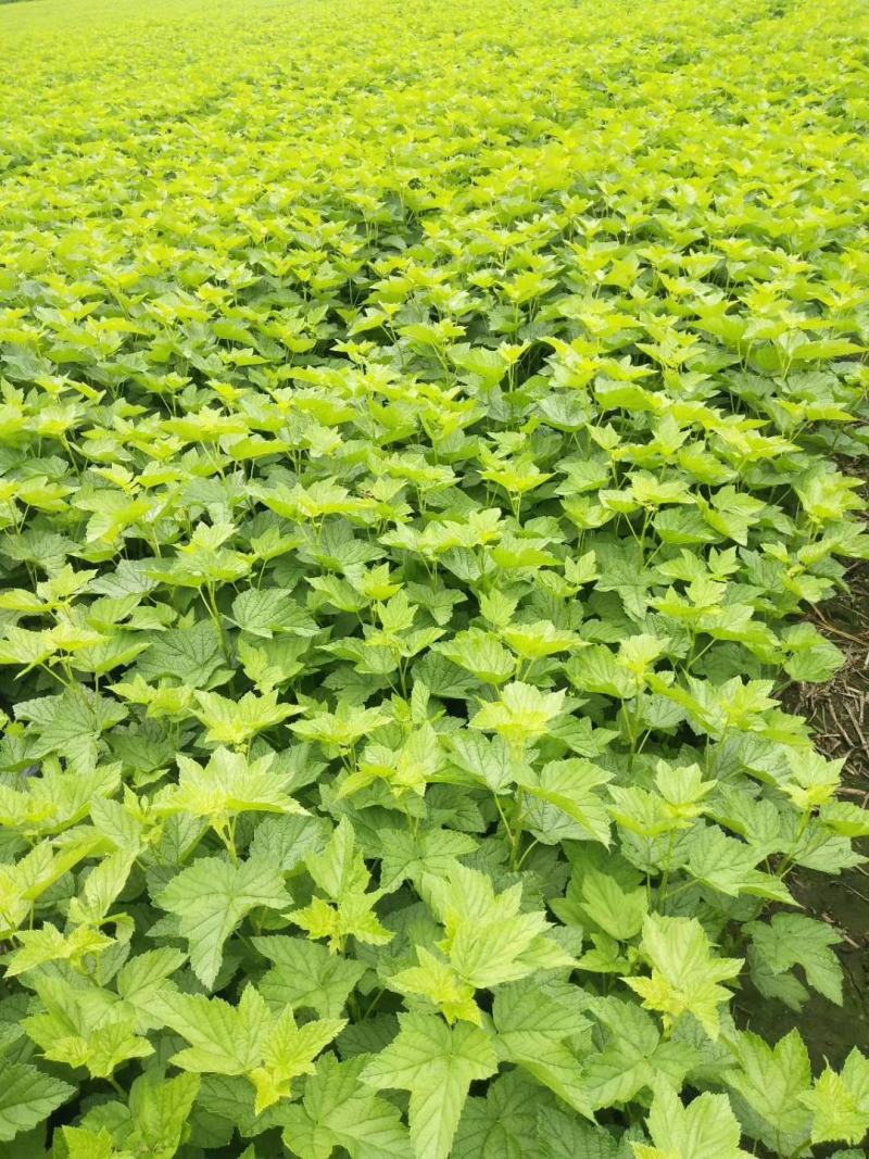 黑莓苗。基地批发黑莓苗。量大优惠。需要的联系。