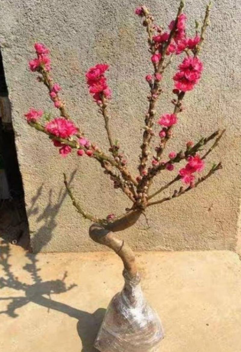 红花寿桃嫁接苗矮化盆栽地栽当年结果南北方适宜种植包邮