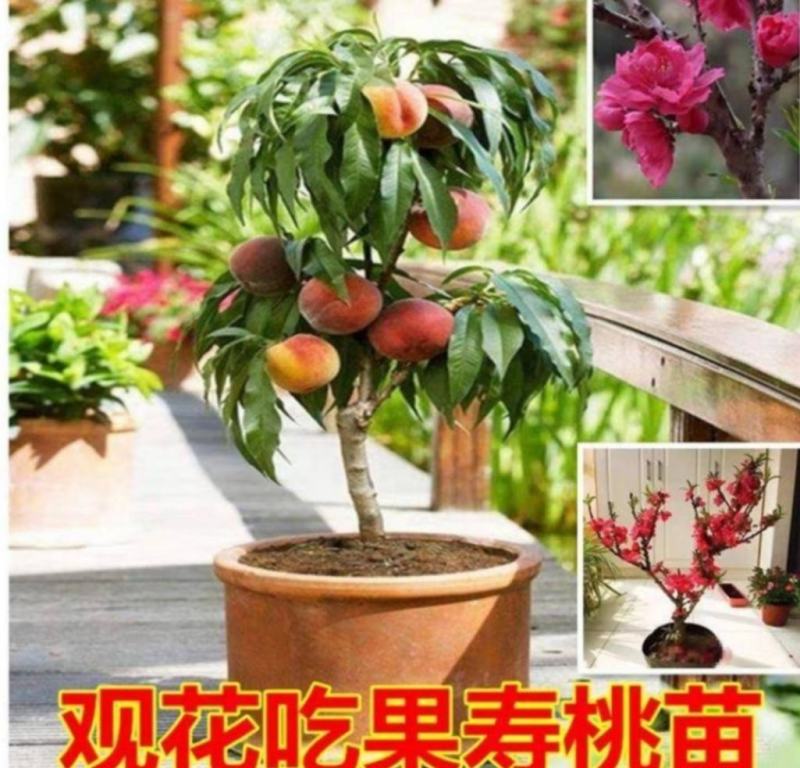 红花寿桃嫁接苗矮化盆栽地栽当年结果南北方适宜种植包邮