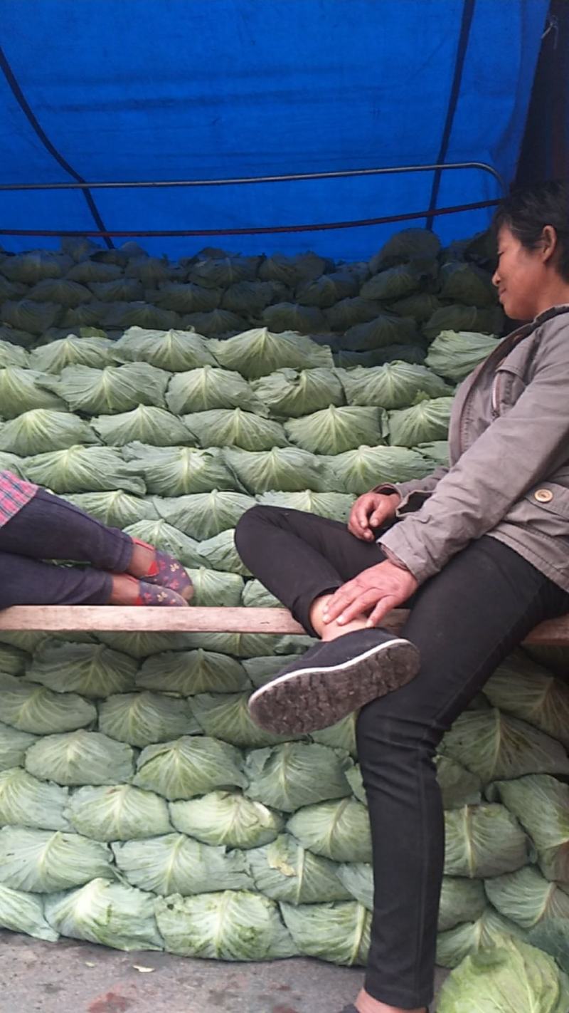 产地直发，精品京丰一号，
