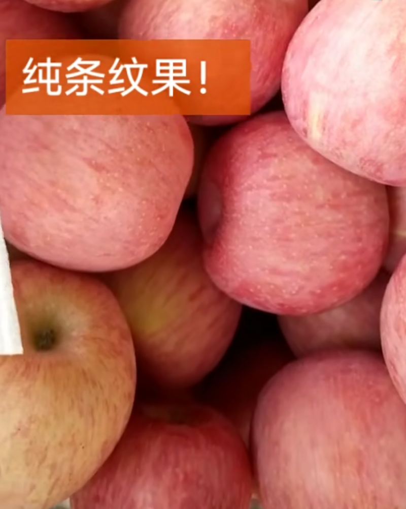 【热卖】富士苹果！山东优质红富士苹果，量大从欢迎咨询