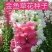 金鱼草花种子金鱼花多年生耐寒四季播种耐阴花草花种子多年生