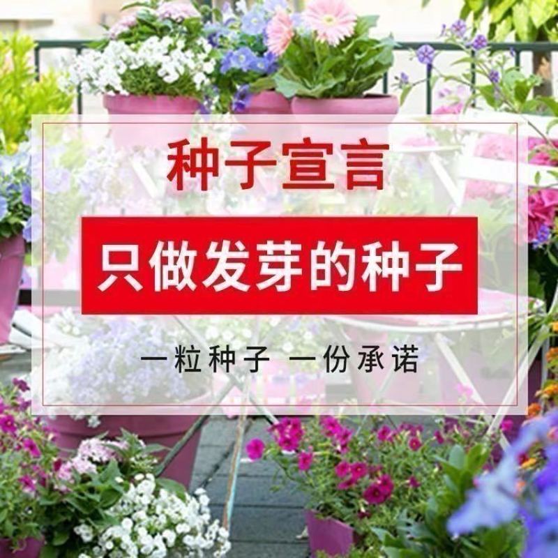 金鱼草花种子金鱼花多年生耐寒四季播种耐阴花草花种子多年生