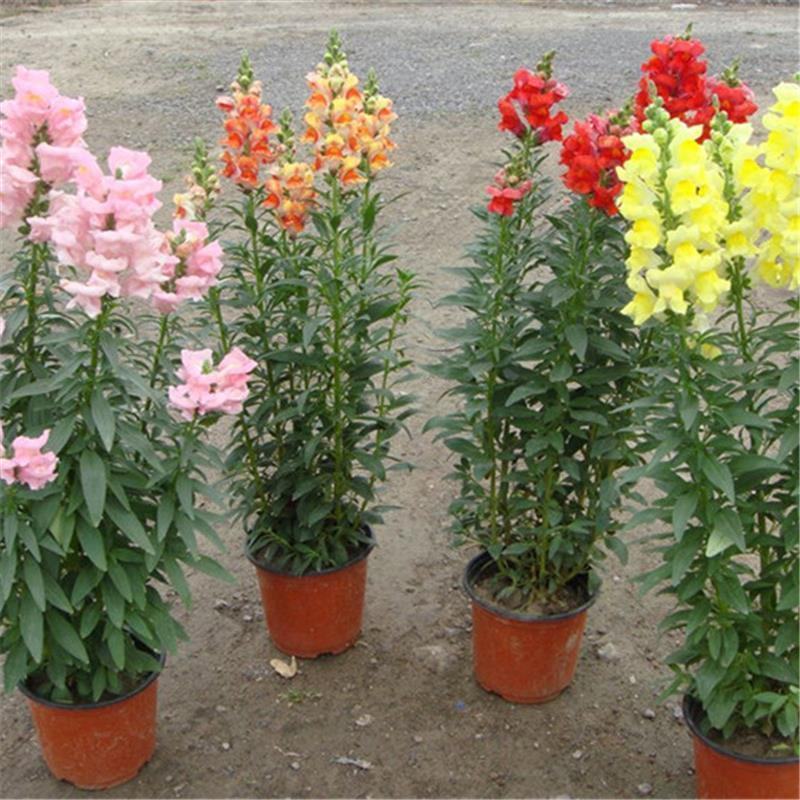 金鱼草花种子金鱼花多年生耐寒四季播种耐阴花草花种子多年生