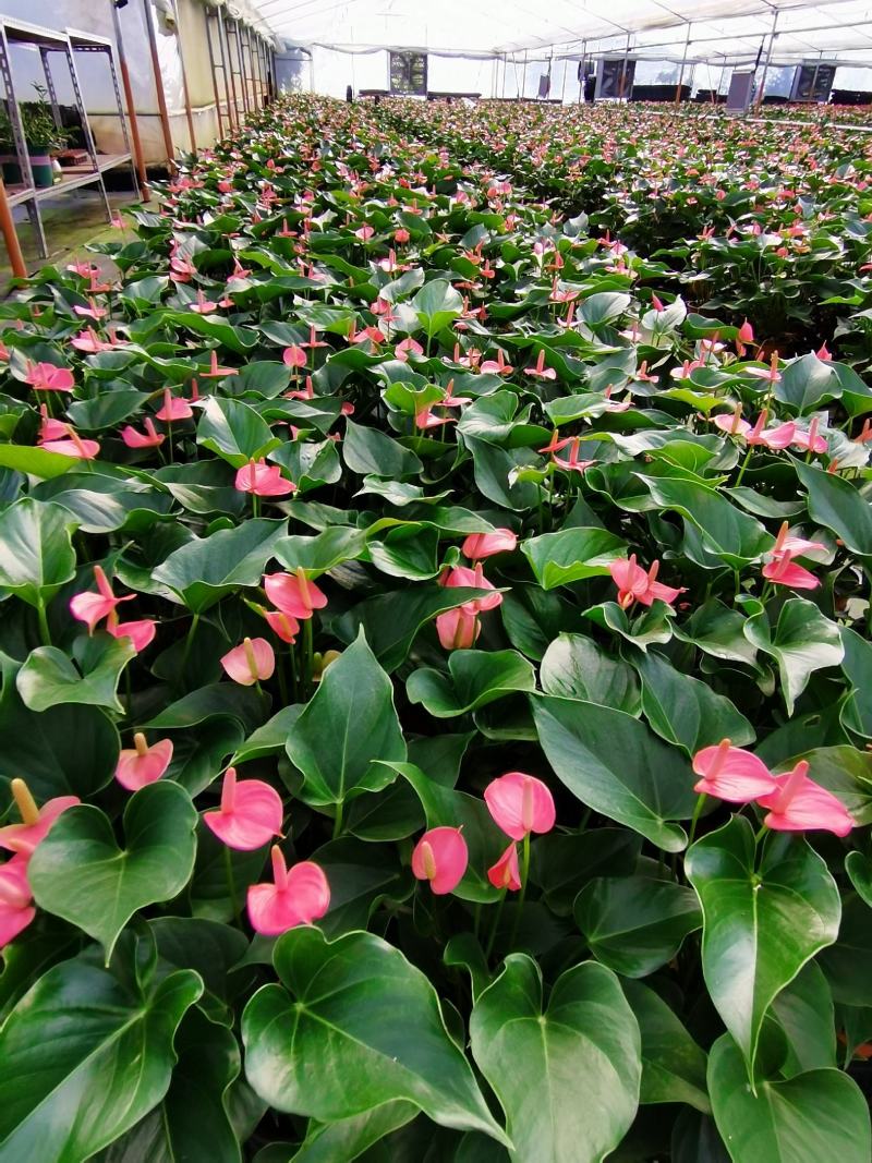 粉掌盆栽植物室内花卉好养水培一帆风顺大盆水养四季常青