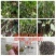 福建福鼎白茶茶叶种子茶籽落地茶果大量供应，百分百发芽