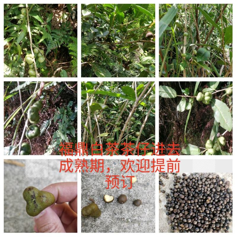 福建福鼎白茶茶叶种子茶籽落地茶果大量供应，百分百发芽