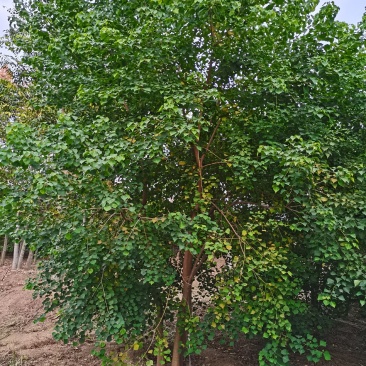丛生乌桕三杆以上点缀庭院绿化工程绿化苗木彩色花卉