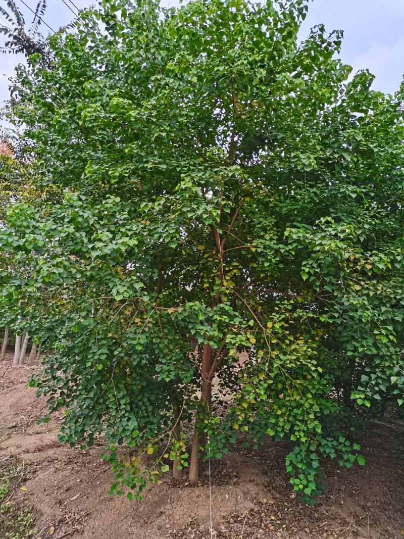 丛生乌桕三杆以上点缀庭院绿化工程绿化苗木彩色花卉