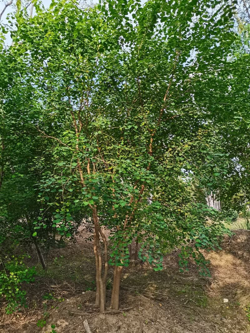 丛生乌桕三杆以上点缀庭院绿化工程绿化苗木彩色花卉