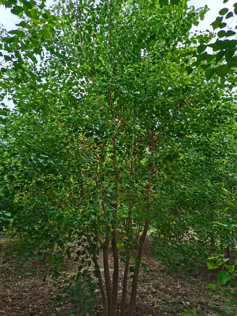 丛生乌桕三杆以上点缀庭院绿化工程绿化苗木彩色花卉