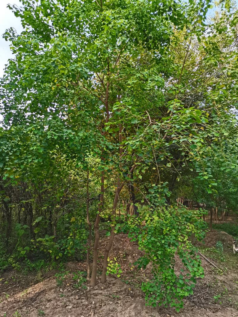 丛生乌桕三杆以上点缀庭院绿化工程绿化苗木彩色花卉