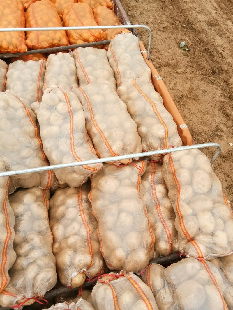 226土豆个头大颜色好