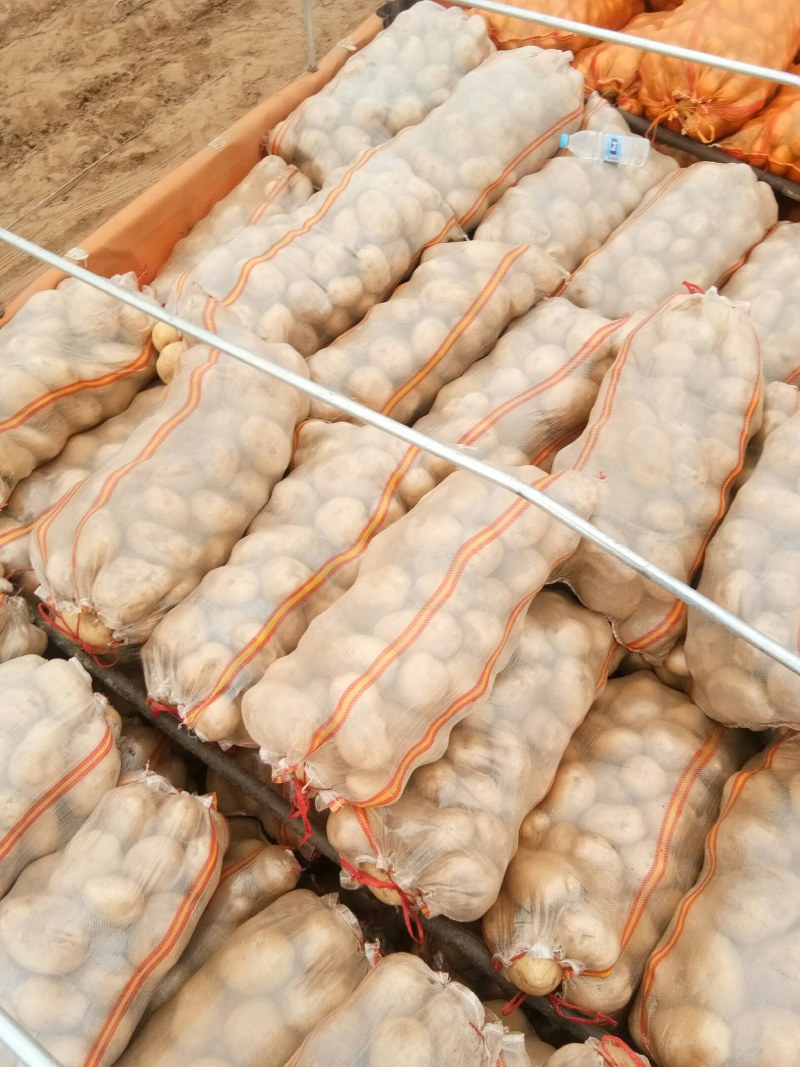 226土豆个头大颜色好