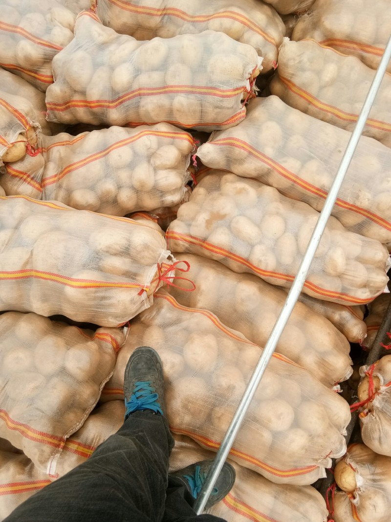 226土豆个头大颜色好