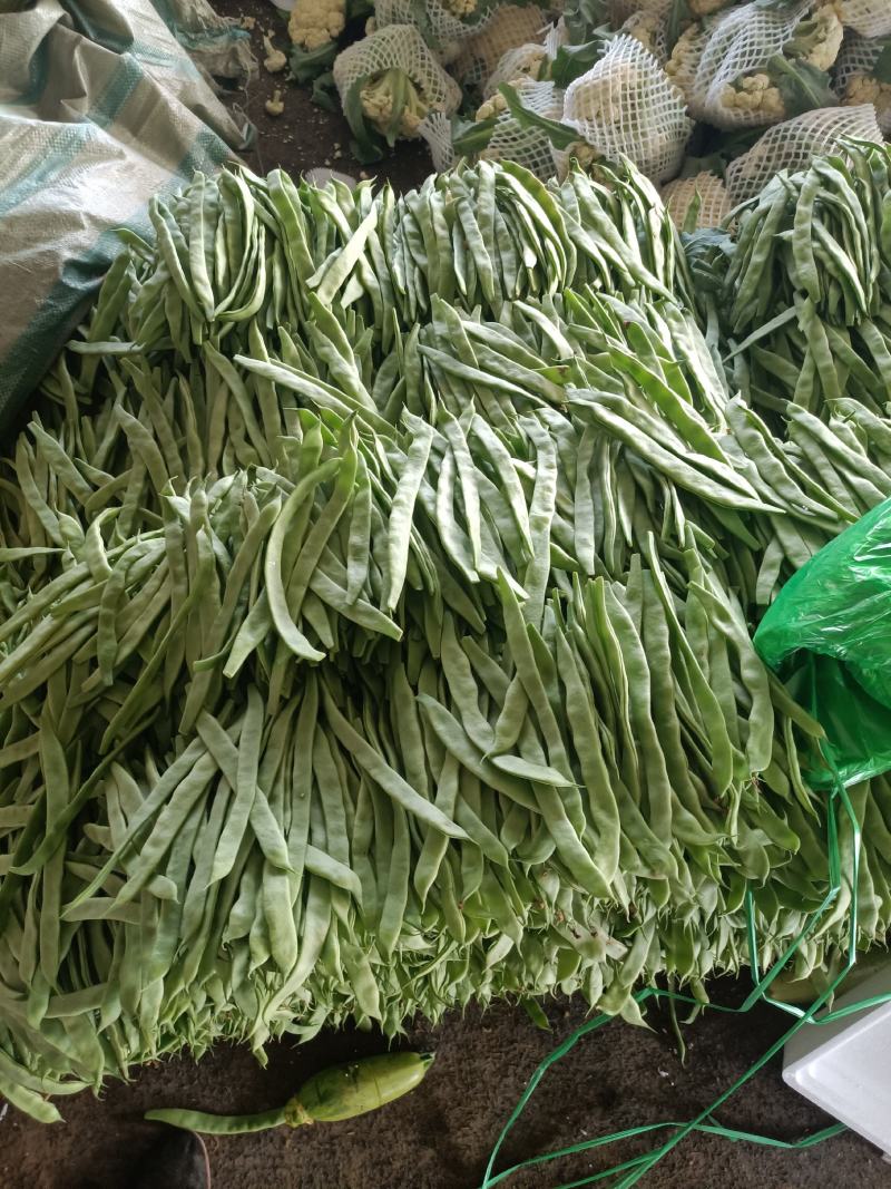 供应精品，扁豆，无丝豆，产地直供，代发全国各地
