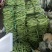 供应精品，扁豆，无丝豆，产地直供，代发全国各地