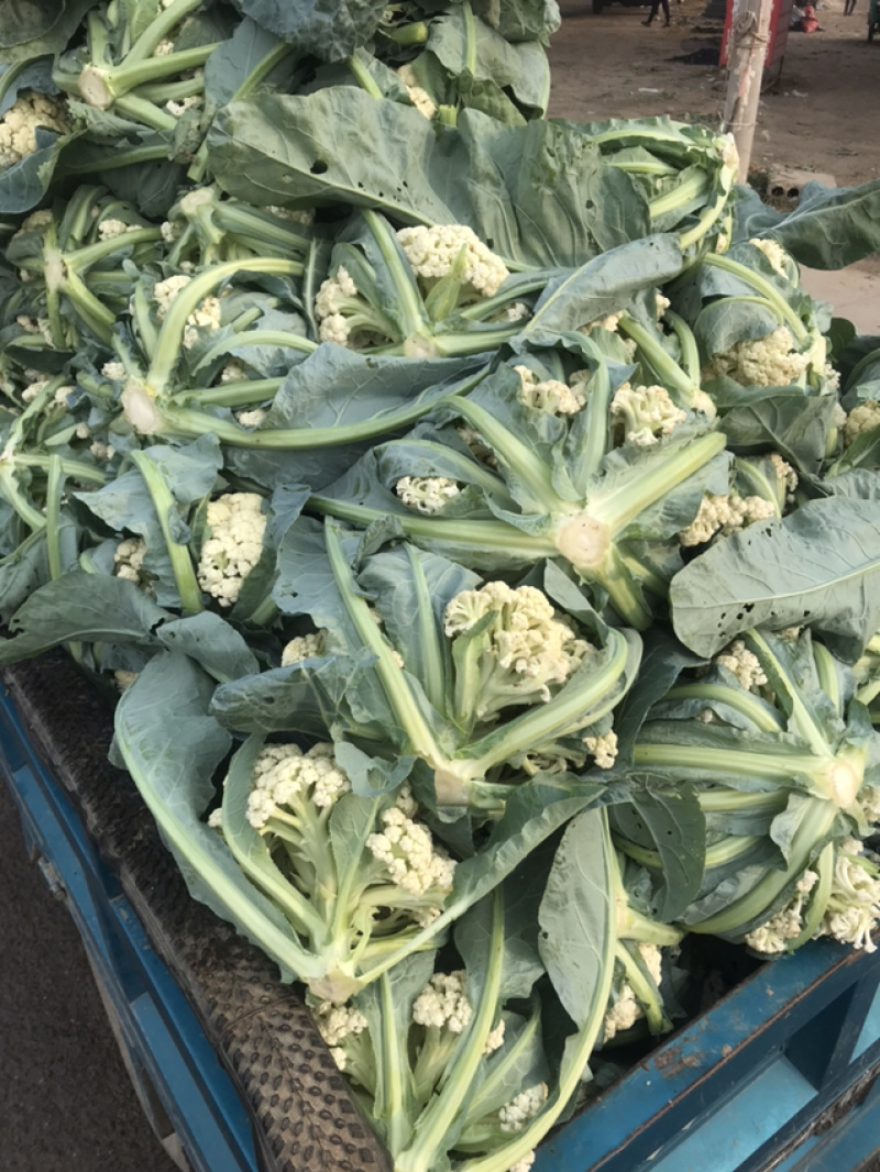 新鲜蔬菜🥬各种都有