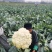 花菜有机菜花松菜花基地小米粒花菜白菜花