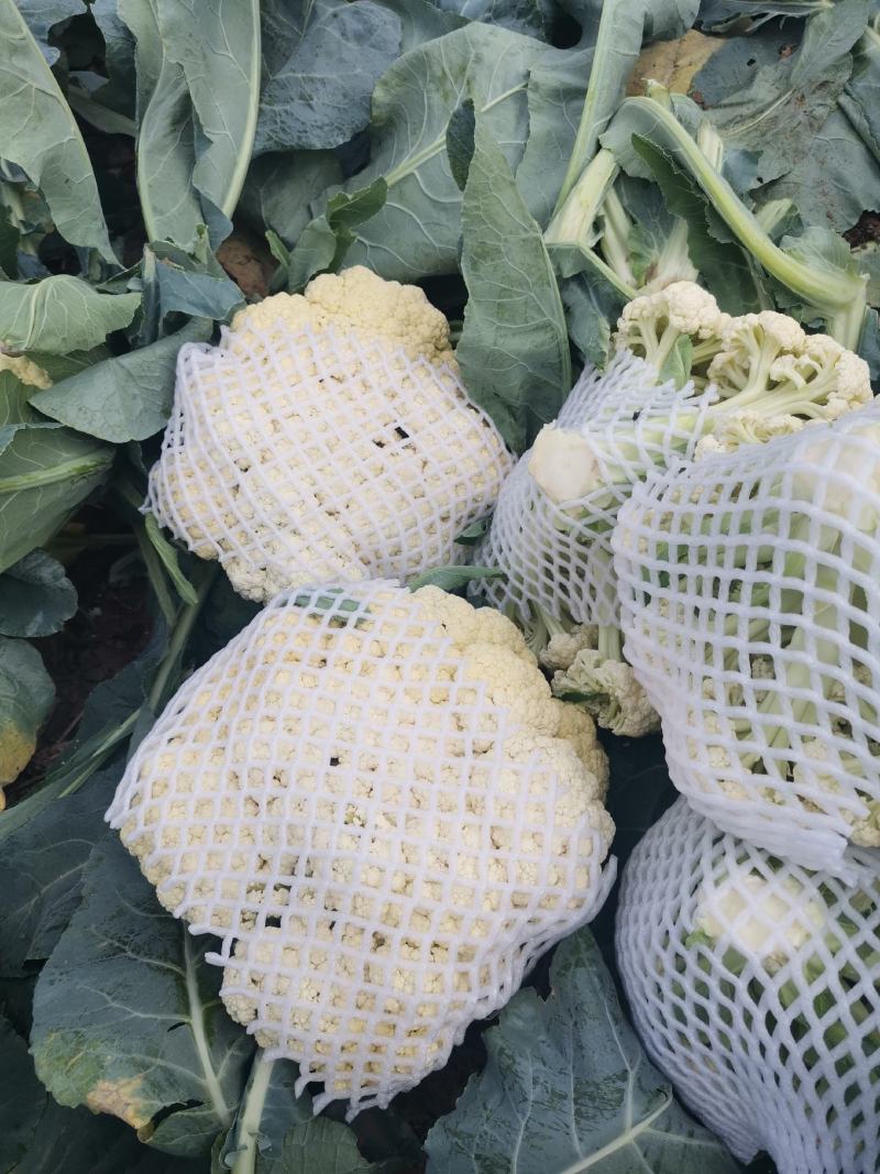 花菜有机菜花松菜花基地小米粒花菜白菜花