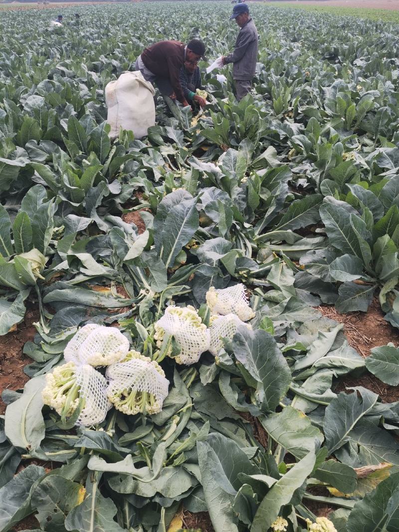 花菜有机菜花松菜花基地小米粒花菜白菜花