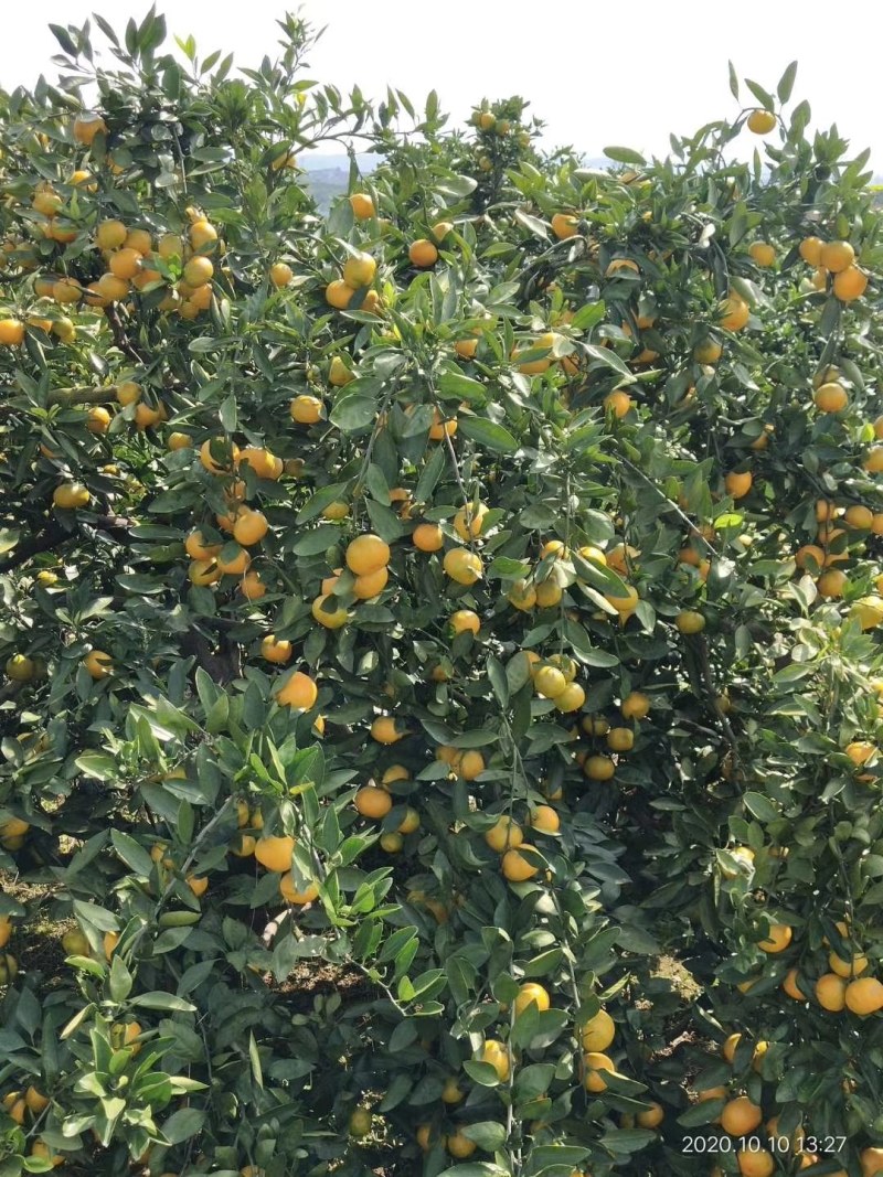 普早蜜橘果大皮薄入口化渣果园定货公平交易