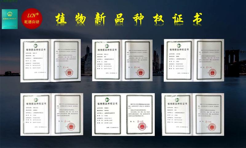 【包邮】圣丽一号黄绿皮尖椒，口感香辣辣椒种子