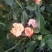 种苗出售各种月季花大小苗……