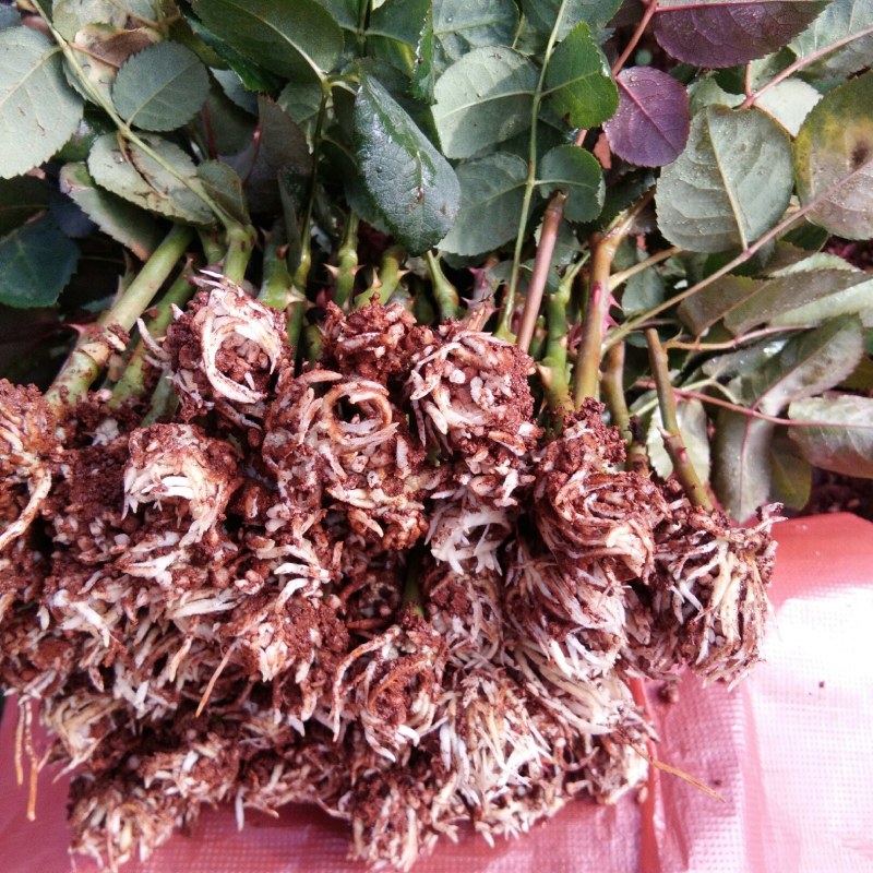 种苗出售各种月季花大小苗……