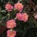 种苗出售各种月季花大小苗……