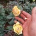 种苗出售各种月季花大小苗……