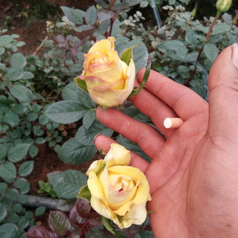 种苗出售各种月季花大小苗……
