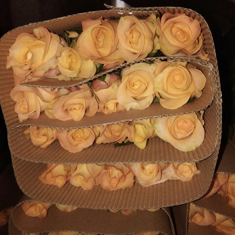 种苗出售各种月季花大小苗……