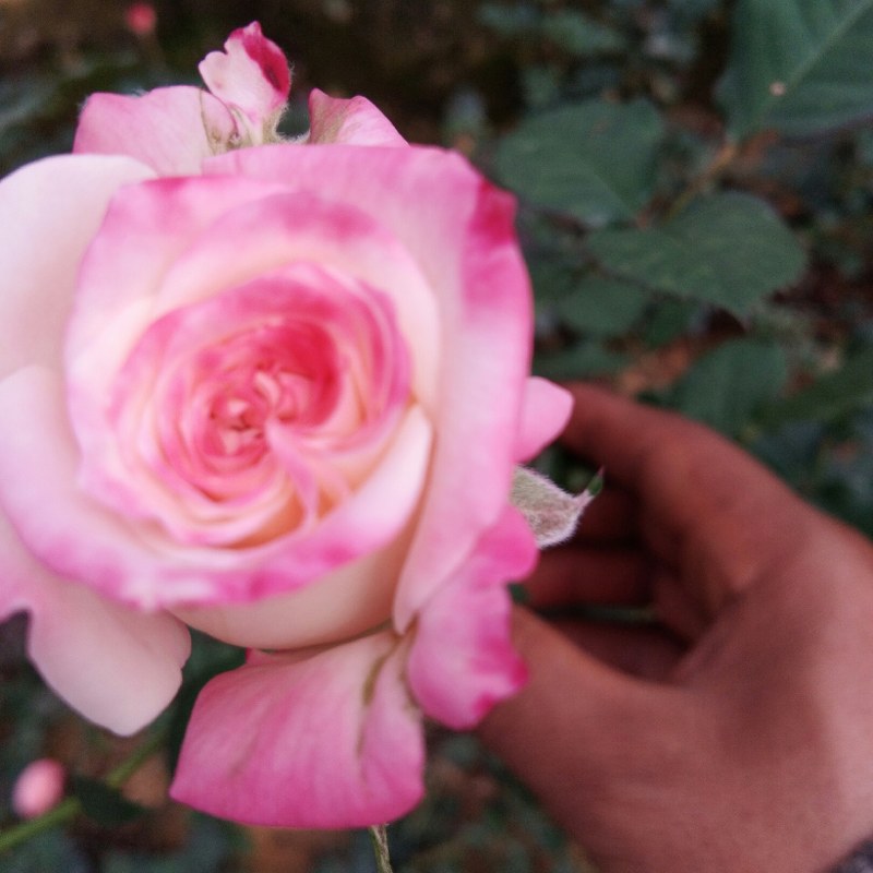 种苗出售各种月季花大小苗……