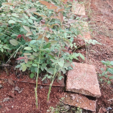 种苗出售各种月季花大小苗……