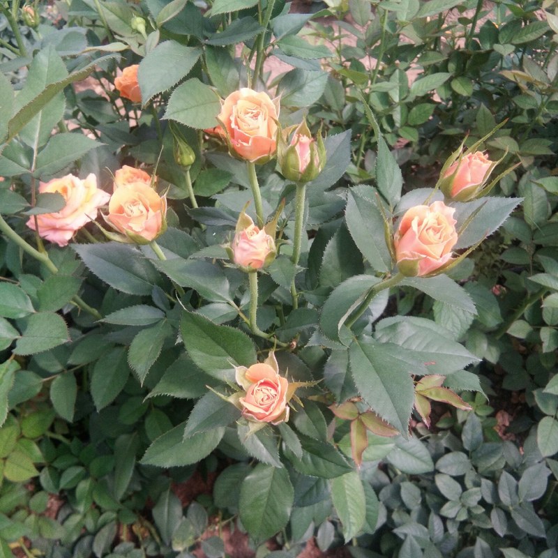 种苗出售各种月季花大小苗……