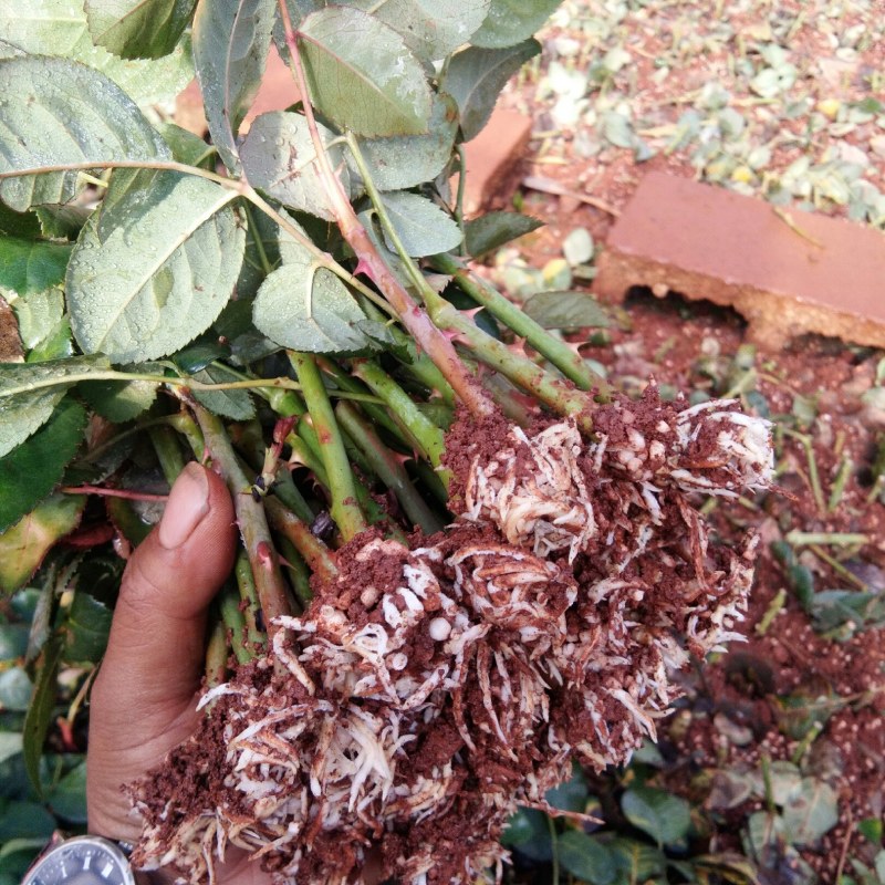 种苗出售各种月季花大小苗……