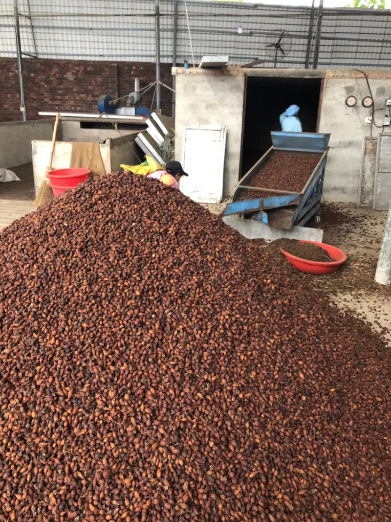 金樱子干货新货上市广西产地直供质量上乘货源稳定量大价优
