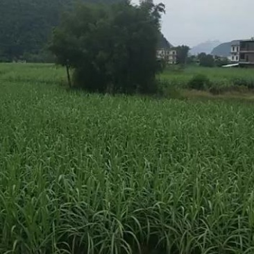 热销甘蔗/黑皮甘蔗/广西黑皮果蔗/大量供货自家的