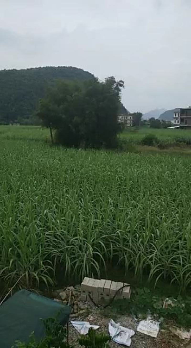 热销甘蔗/黑皮甘蔗/广西黑皮果蔗/大量供货自家的
