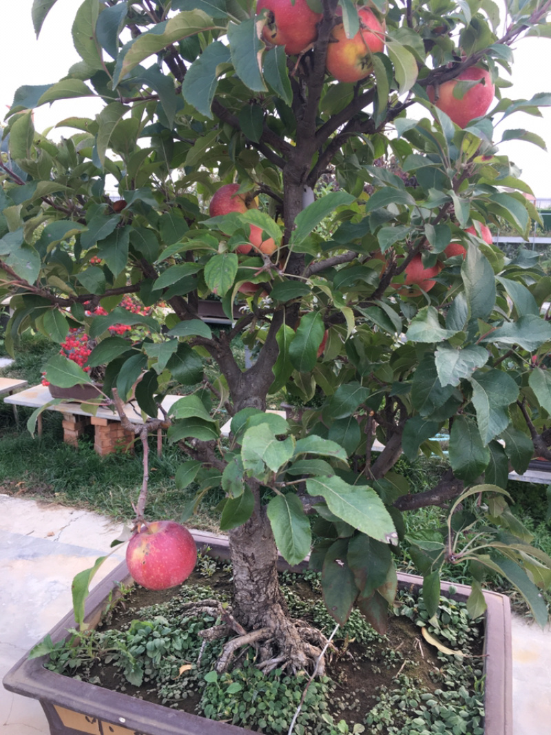 苹果盆景各种品种的苹果盆景各规格年数都有