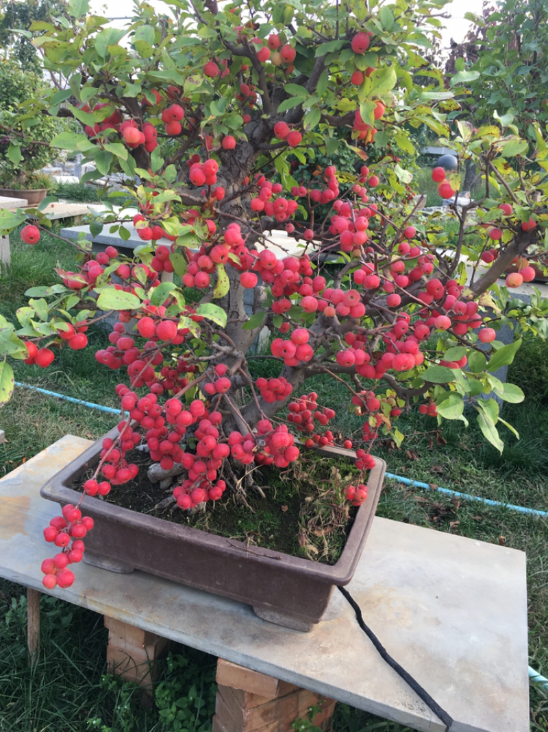 苹果盆景各种品种的苹果盆景各规格年数都有
