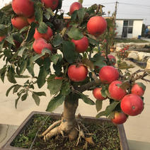 苹果盆景各种品种的苹果盆景各规格年数都有