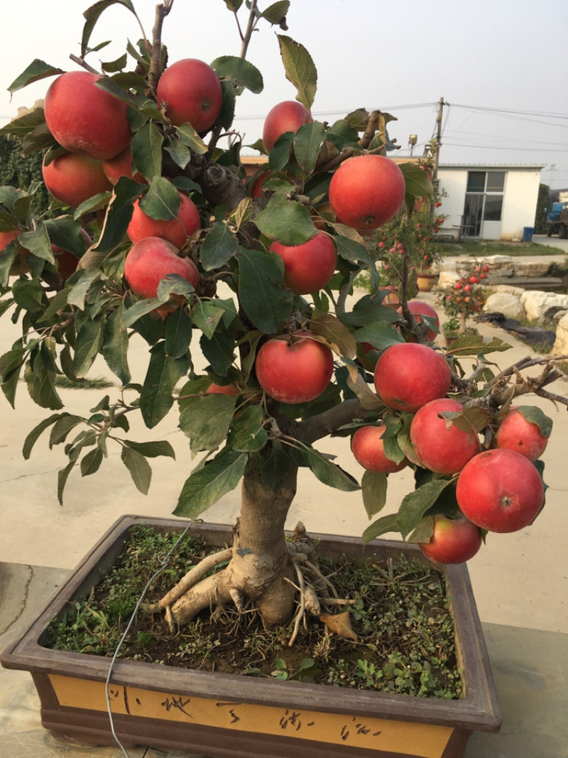 苹果盆景各种品种的苹果盆景各规格年数都有