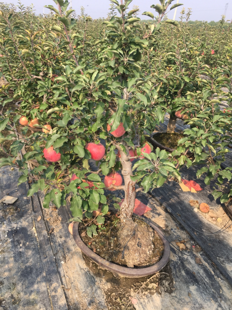 苹果盆景各种品种的苹果盆景各规格年数都有