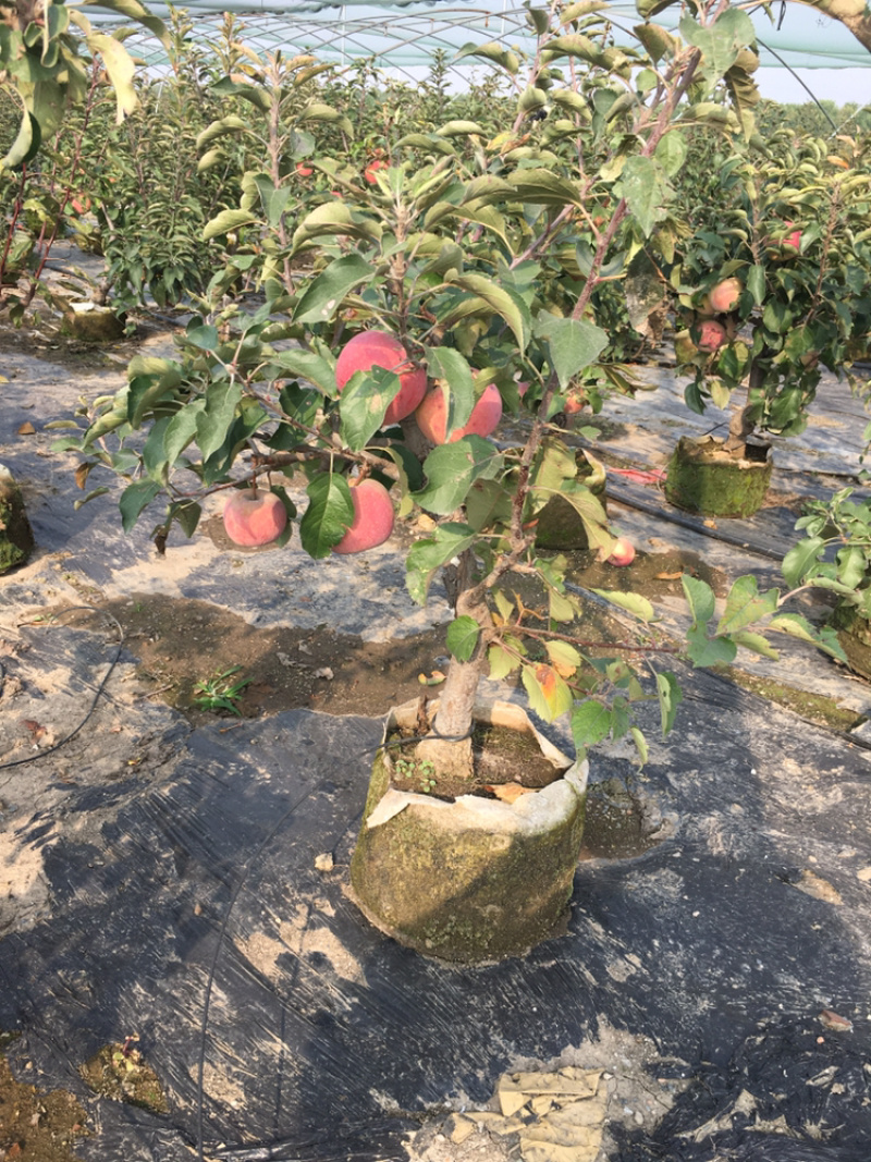 苹果盆景各种品种的苹果盆景各规格年数都有