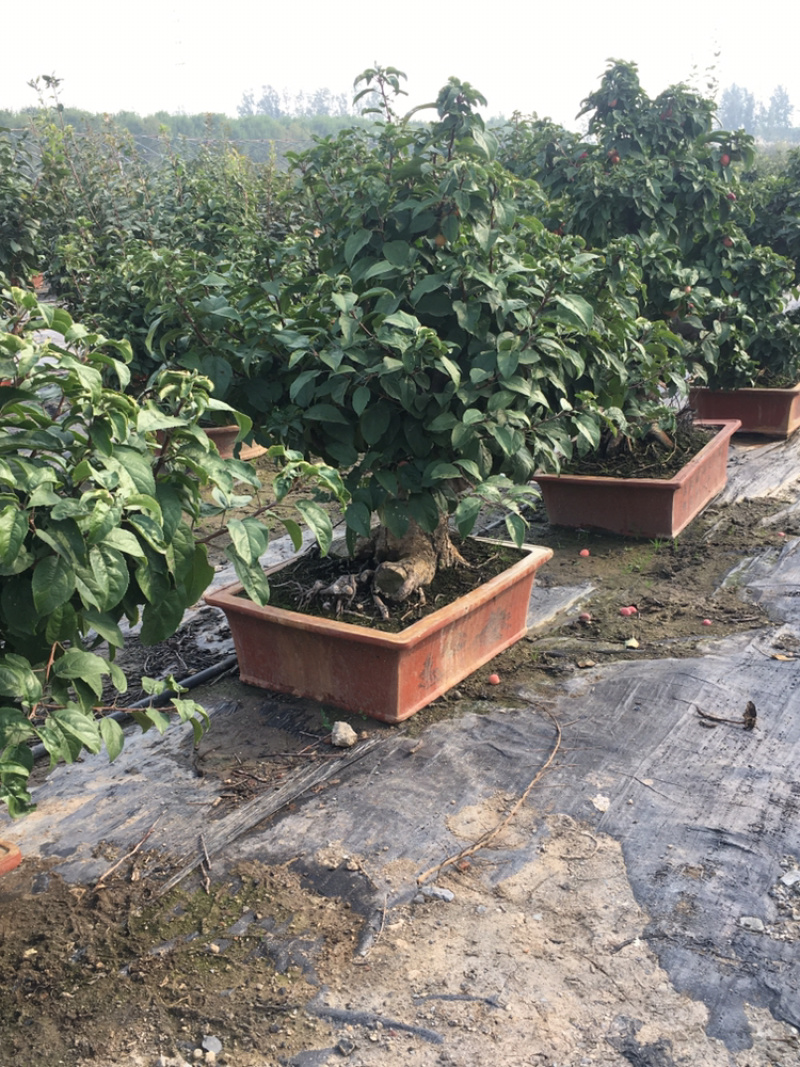 苹果盆景各种品种的苹果盆景各规格年数都有