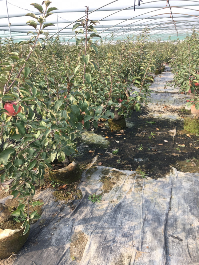 苹果盆景各种品种的苹果盆景各规格年数都有